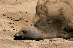 352 Elephant Seals IX, Piedras Blancas Beach near Cambria, CA