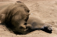 353 Elephant Seals X, Piedras Blancas Beach near Cambria, CA