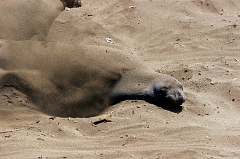 354 Elephant Seals XI, Piedras Blancas Beach near Cambria, CA