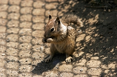 355 Ground Squirrel, Piedras Blancas Beach near Cambria, CA -- I'd have shot from a lower angle but these rascals will crawl right up on you if you do.