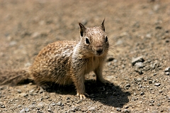 356 Ground Squirrel II, Piedras Blancas Beach near Cambria, CA -- Uh-oh ... think he's eyeing my nuts!