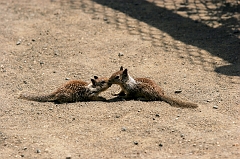 357 Baby Ground Squirrels, Piedras Blancas Beach near Cambria, CA
