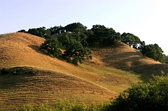 375 Hill Behind Lil' Peg's Place, Briones, CA