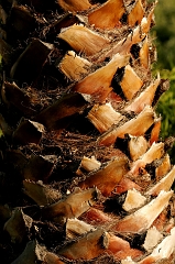 377 Lil' Peg's Palm, Briones, CA