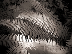 399 Ferns in Infrared, Muir Woods, CA