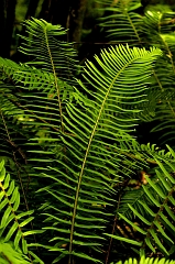 400 Ferns, Muir Woods, CA