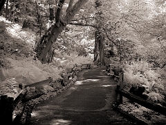 401 Path in Infrared, Muir Woods, CA