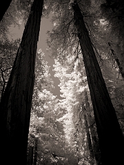 402 Redwoods in Infrared, Muir Woods, CA