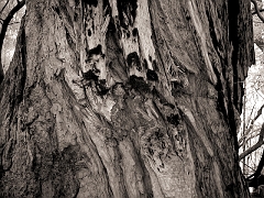403 Redwood Trunk in Infrared, Muir Woods, CA