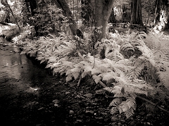 404 Stream and Ferns in Infrared, Muir Woods, CA