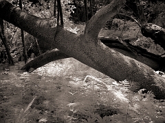 405 Fallen Tree in Infrared, Muir Woods, CA