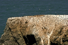 407 Kormorants on Rock, near Stinson Beach, CA