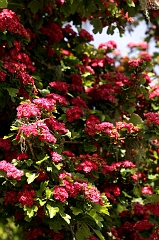 409 Flowering Bush, near Stinson Beach, CA