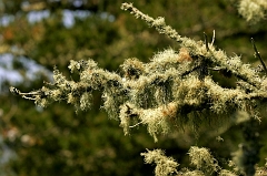 410 Branch with Moss III, near Stinson Beach, CA