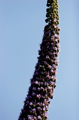412 Echium, Stinson Beach, CA