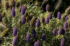 428 Echiums, Bolinas, CA