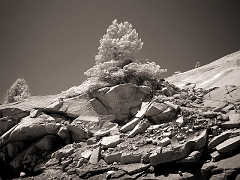 441 Tree and Hillside in Infrared, off Tioga Pass Road, Yosemite, CA
