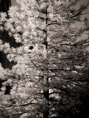 497 Pine Tree in Infrared, Yosemite, CA