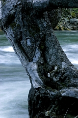 503 Tree and Merced River, Yosemite, CA