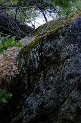 505 Moss and Rock, Yosemite, CA