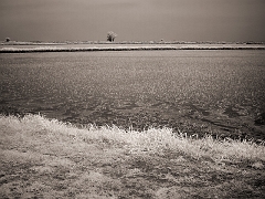 516 Rice Paddy in Infrared, Rumsey, CA
