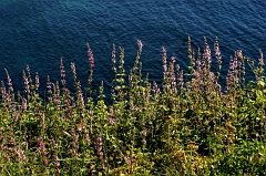 533 Lupins and the Sea, near Medocino