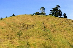 534 Golden Hillside, near Medocino