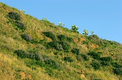 540 Scene along Highway One, somewhere, CA