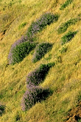 541 Scene along Highway One ... with Lupins, somewhere, CA