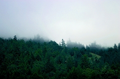 543 Early Morning Fog, north of Leggett, CA