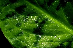 548