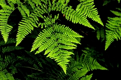 549 Ferns, Humboldt Redwoods State Park, CA