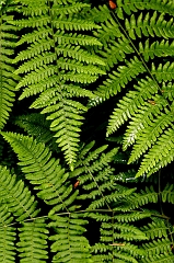 550 Ferns II, Humboldt Redwoods State Park, CA