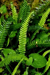 552 Ferns IV, Humboldt Redwoods State Park, CA
