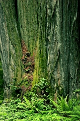 553 Redwood and Ferns, Humboldt Redwoods State Park, CA