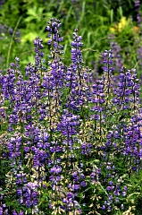 558 Lupins, Humboldt Redwoods State Park, CA