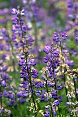 559 Lupins II, Humboldt Redwoods State Park, CA