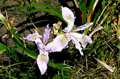 580