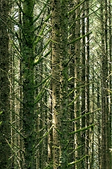 586 Trees and Moss, near Brookings, OR