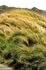587 Dune Grass, Pistol River, OR