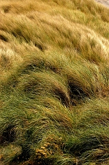 588 Dune Grass II, Pistol River, OR