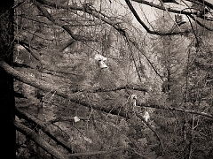 595 Shoe Tree II in Infrared, road to Grant's Pass, OR