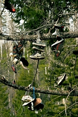 596 Shoe Tree III, road to Grant's Pass, OR