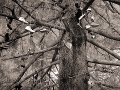 597 Shoe Tree III in Infrared, road to Grant's Pass, OR