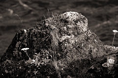 601 Rock with Queen Anne's Lace in Infrared, near Merlin, OR