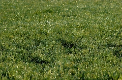 611 Frosted Grass, north of Bend, OR