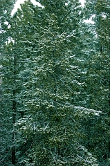 617 Spring Snow II, along US-395 north of Seneca, OR