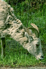 657 Mountain Goat, north of Missoula (back on track now ... lol)