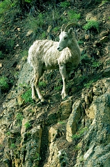 658 Mountain Goat II, north of Missoula