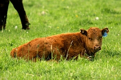 660 Baby Calf, north of Missoula